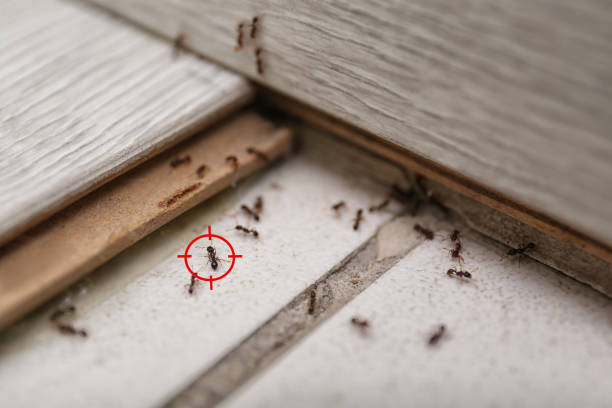 Best Wasp Removal Services  in Akwesasne, NY