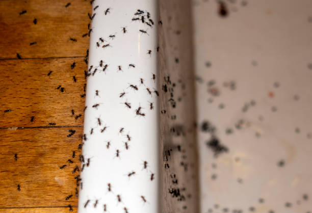 Best Residential Pest Control  in Akwesasne, NY