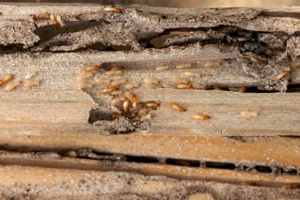 Pest Control for Restaurants in Akwesasne, NY